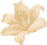 feature-flower.png